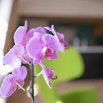 A Cote De La Place Du Pilori Appartement *