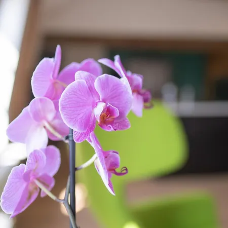 A Cote De La Place Du Pilori Apartman *