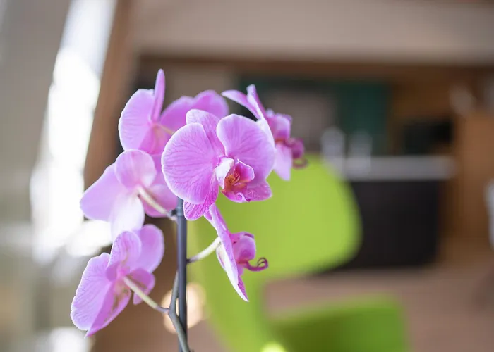 A Cote De La Place Du Pilori Apartment *